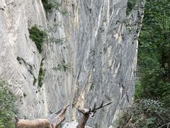 -鹿院坪生态旅游景区