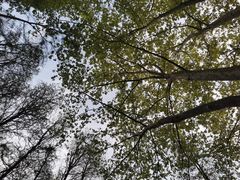 -上海共青森林公园