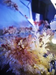 -上海浦东喜来登由由大酒店·宴会厅