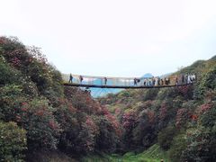 -贵州百里杜鹃风景名胜区