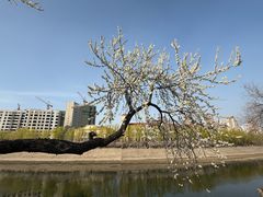 -桃花堤公园