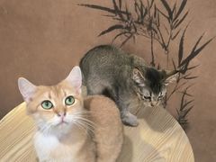 -楼上猫咖(罗湖店)
