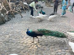 -西双版纳傣族园