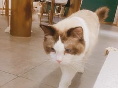 -飞行喵MR PILOT|猫舍·猫咖(静安大融城店)