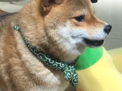 -逗柴咖啡屋·狗咖猫咖宠物桌游