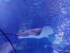 -太平洋海底世界