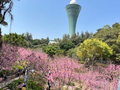-狐尾山公园