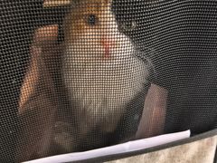 -伟伟宠物医院·CT影像中心·瑞派犬猫综合性门诊(汉口总院)