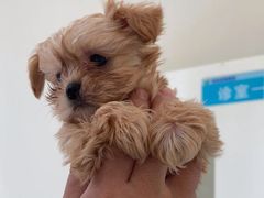 -佳怡动物医院·平价24小时·猫专科骨外科