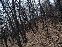 -帽儿山国家森林公园