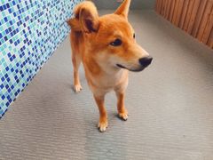 -柴源莊·柴小宠柴犬咖啡