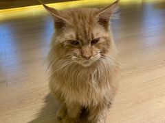 -猫腻·猫咖·撸猫馆(星光大道店)