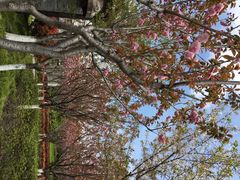 高东镇樱花园-高东镇樱花园