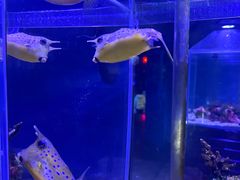 -太平洋海底世界