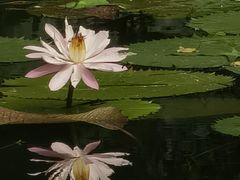 -广州兰圃