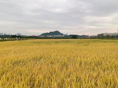 -光明小镇欢乐田园