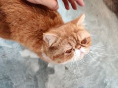 -瞄一喵猫咖(格力海岸店)