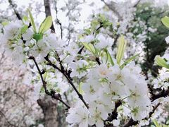 -南汇桃花村
