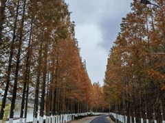 -清雅臻品·竹林院落·新派青岛菜(崂山店)