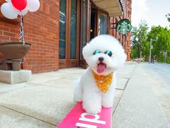 -超宠爱宠物摄影-Super pet