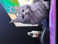 -翊宠yipet猫狗购宠庄园犬舍•猫舍