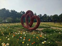 -大塘金香草谷