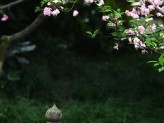 -慧因高丽寺