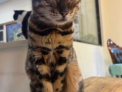 -猫小院猫主题餐厅(南锣旗舰店)