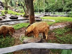 -海南热带野生动植物园