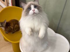 -有喵·猫咖·狗咖·40+猫狗有小奶狗(岗厦店)