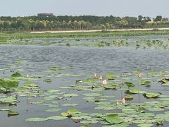 -天津东丽湖风景区