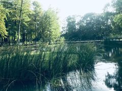 -梁鸿国家湿地公园