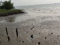 -芒洲湿地公园
