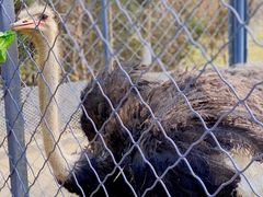 -长白岛森林公园