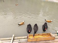 -合肥滨湖国家森林公园