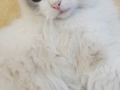 -猫咪派对(江南西店)