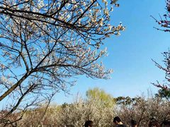 -香雪海