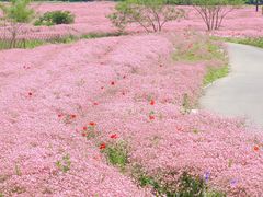 -花开海上生态园