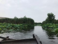 -荷塘月色湿地公园·向阳花洲