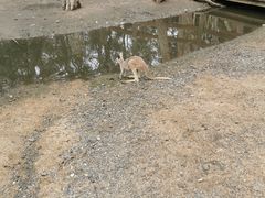 -可伦宾野生动物保护区