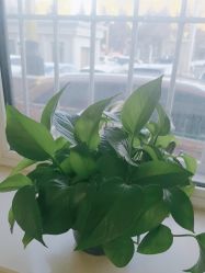 -瑶芳清颜草本祛痘