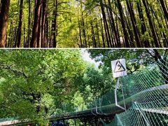 -上海共青森林公园