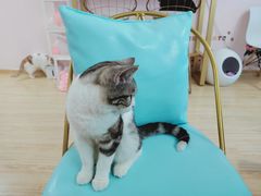 -Sweet cat·星愿猫咖(国贸大厦店)