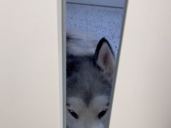 -瑞派康怡24h宠物医院·犬猫医疗中心·微创绝育(瑞景分院)