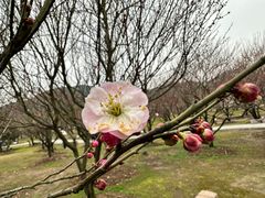 -香雪海