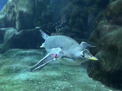 -杭州长乔极地海洋公园
