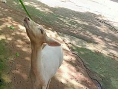 -深圳野生动物园