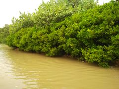 -大湾区中央湿地公园