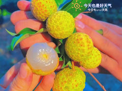-麒麟山荔枝园