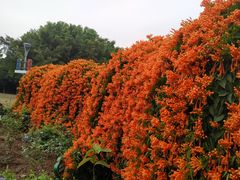 -东莞植物园